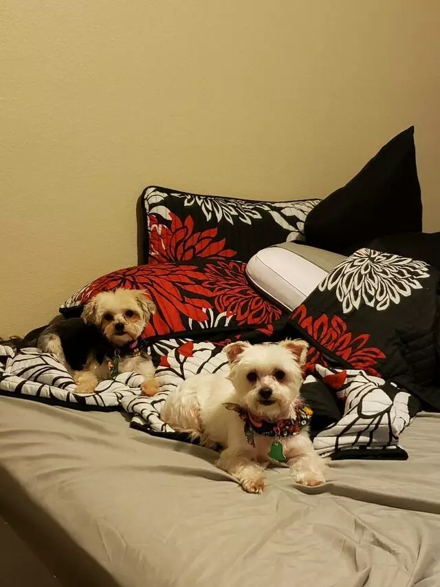 Charlene's Quality Pet Grooming