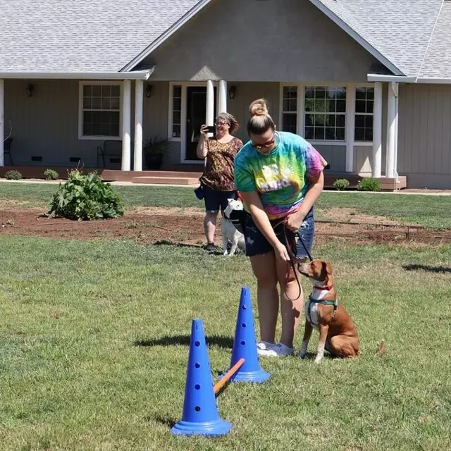 Pawsitive Dog Training Studio