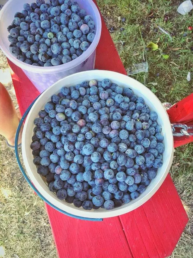 Alpine Blue Farms