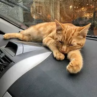 Animal Protection League